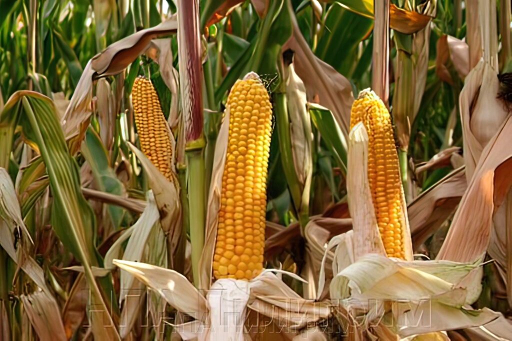 Насіння кукурудзи ДН Пивиха. Простий гібрид. покращений Дніпровський 181СВ від компанії НПА Пілігрим - фото 1