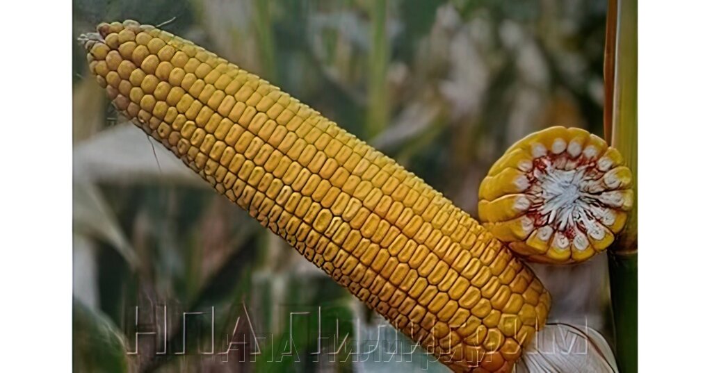 Насіння кукурудзи ДН Зоряна. ФАО 210 від компанії НПА Пілігрим - фото 1