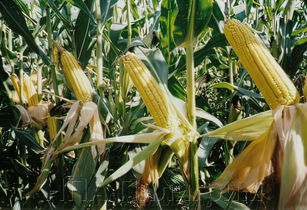 Насіння кукурудзи Дніпровський 181 СВ. Простий гібрид. від компанії НПА Пілігрим - фото 1
