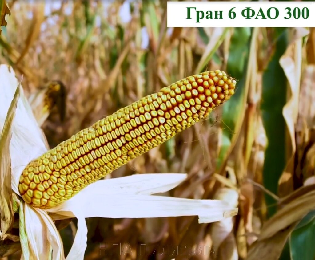 Насіння кукурудзи "Гран 6". ФАО 300 від компанії НПА Пілігрим - фото 1