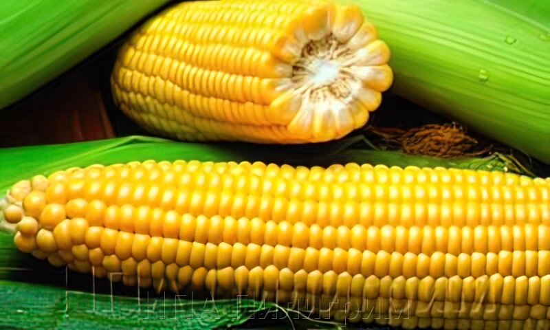 Насіння кукурудзи Моніка 350МВ. Простий гібрид + відео з полів клієнтів від компанії НПА Пілігрим - фото 1
