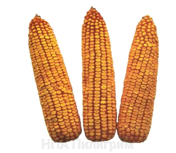 Насіння кукурудзи "Полтава" ФАО 270 від компанії НПА Пілігрим - фото 1