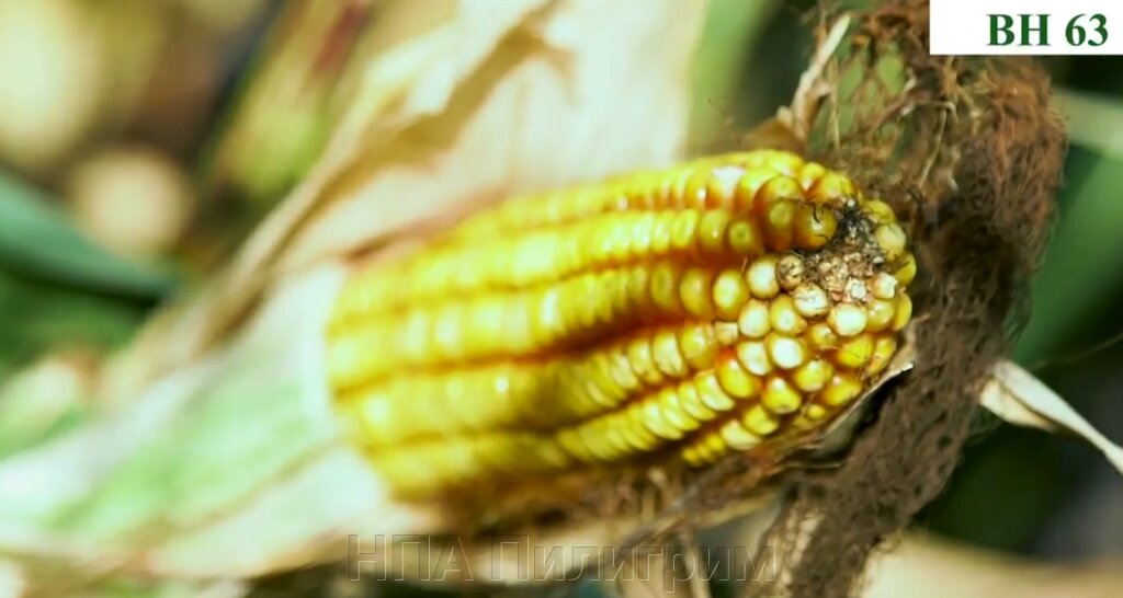 Насіння кукурудзи "ВН 63" ФАО 280 від компанії НПА Пілігрим - фото 1