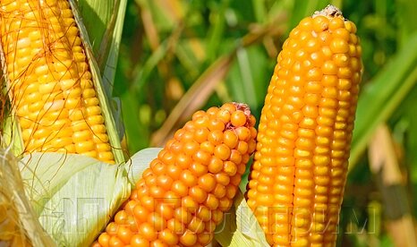 Насіння кукурудзи "ВН 6763". ФАО 320 від компанії НПА Пілігрим - фото 1