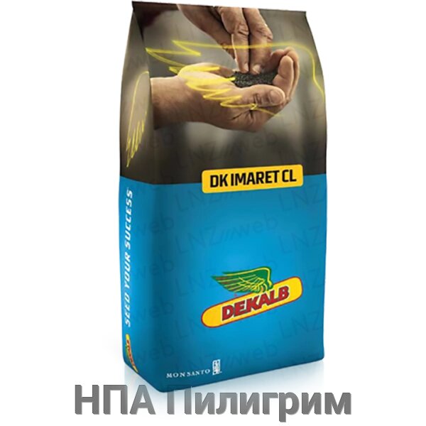 Насіння озимого рапса "ДК Імарет КЛ", "Монсанта" від компанії НПА Пілігрим - фото 1