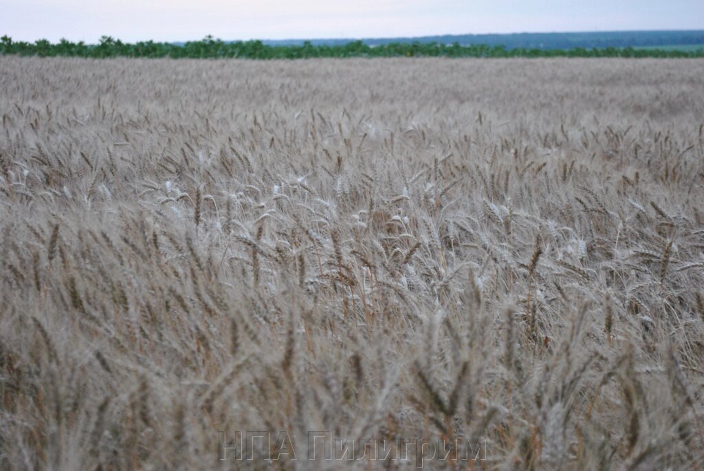 Насіння озимоі пшениці 1 репродукція. Кіровоградська область. від компанії НПА Пілігрим - фото 1