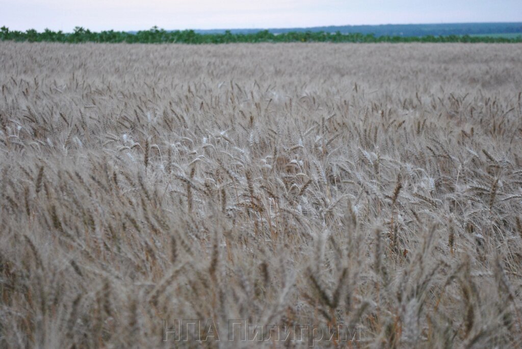 Насіння озимої пшениці "Балетка". "RAGT". Кіровоградська обл. 1 репродукція від компанії НПА Пілігрим - фото 1