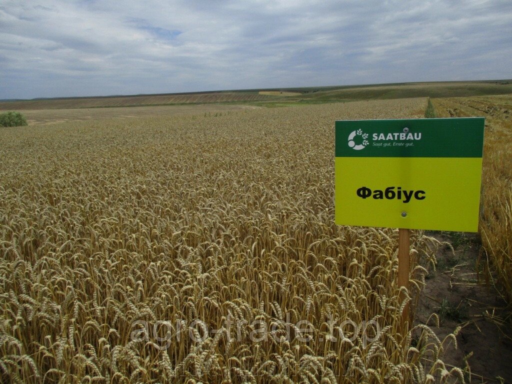 Насіння озимої пшениці "Фабіус" "Заатбау". Кіровоградська обл від компанії НПА Пілігрим - фото 1
