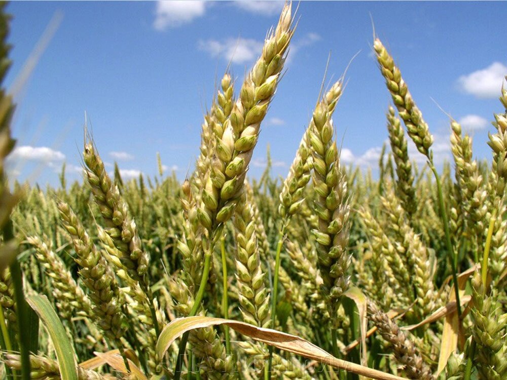 Насіння озимої пшениці "Лупус", "SAATBAU". 1 репродукція від компанії НПА Пілігрим - фото 1