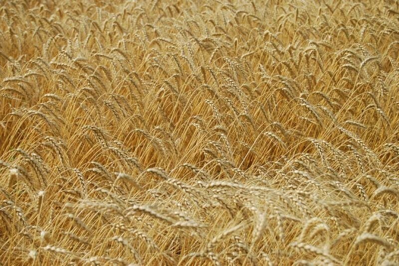Насіння озимої пшениці "Октава Одеська". Кіровоградська обл від компанії НПА Пілігрим - фото 1