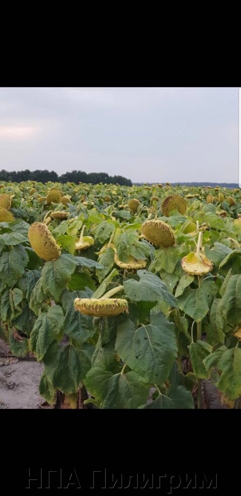 Насіння соняшника Бастер. Стійкий до Євролайтингу. Найновіший гібрид 2021. +відео від компанії НПА Пілігрим - фото 1