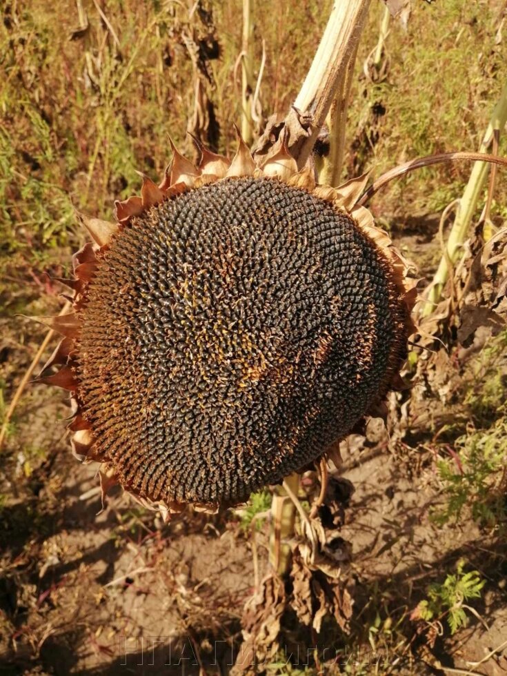 Насіння соняшника "Кортеса". 7+ Вовчок від компанії НПА Пілігрим - фото 1
