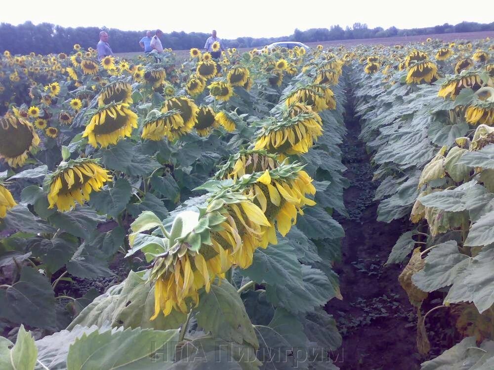 Насіння соняшника "Славсон". ранньостиглий гібрид від компанії НПА Пілігрим - фото 1