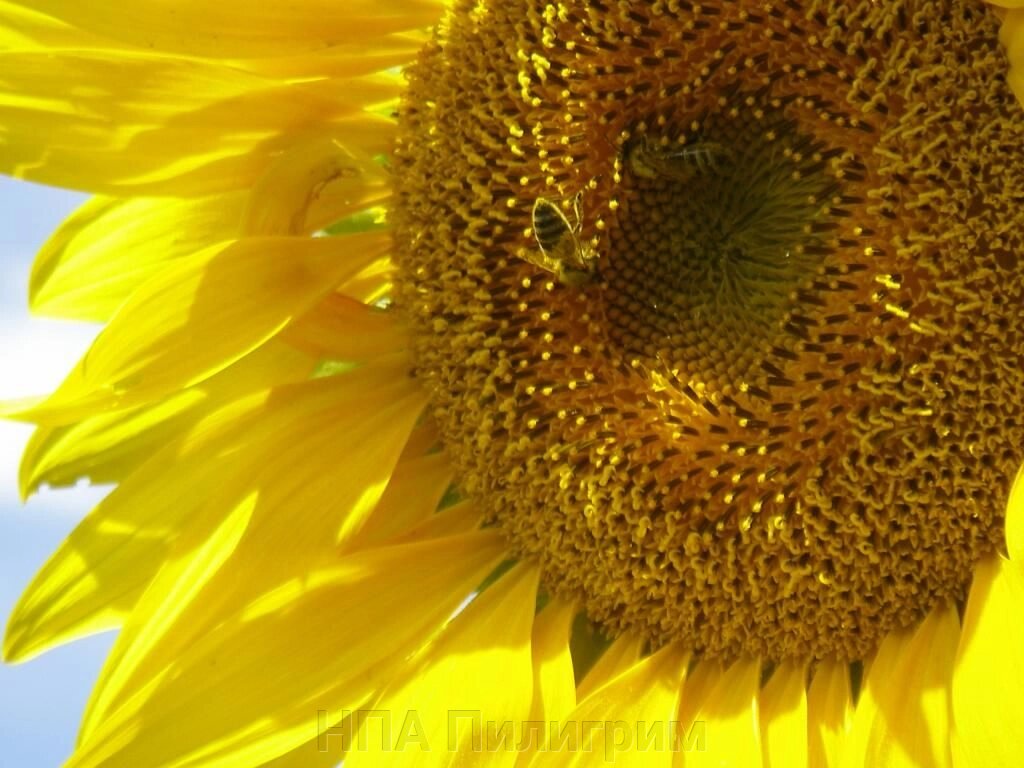 Насіння соняшнику "Гусляр". простий, ранньостиглий гібрид від компанії НПА Пілігрим - фото 1