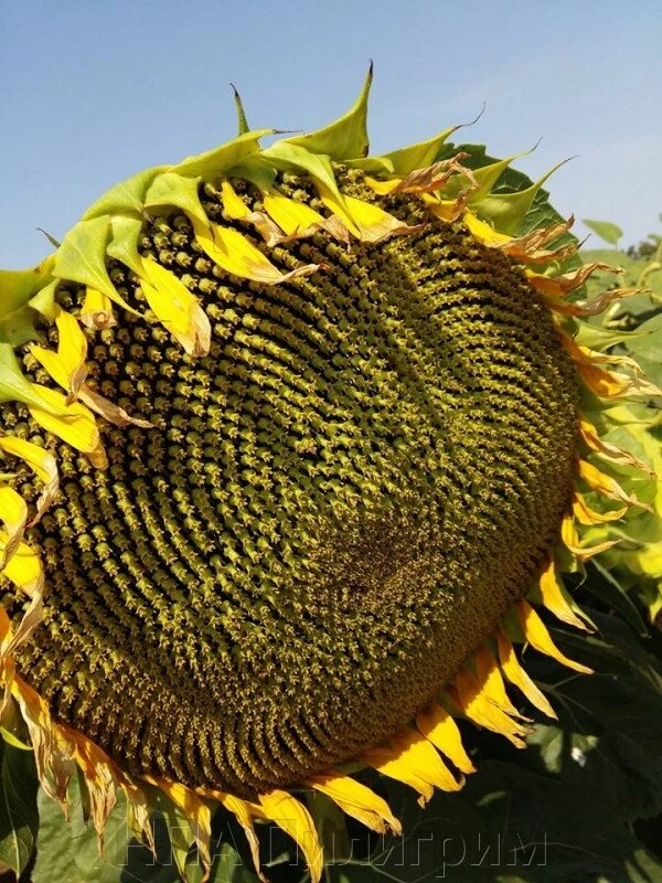 Насіння соняшнику, кондітерський сорт "СПК" від компанії НПА Пілігрим - фото 1