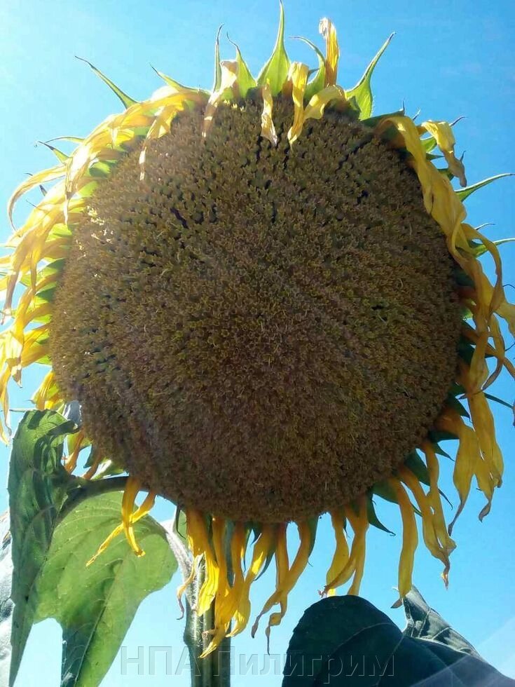 Насіння соняшнику "Оскіл". засухостойкій гібрид, для зон "важкого землеробства" від компанії НПА Пілігрим - фото 1