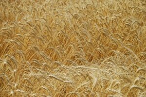 Насіння озимої пшениці "Октава Одеська". Кіровоградська обл