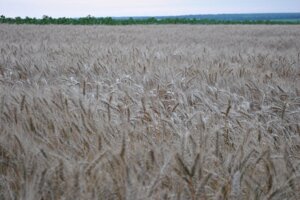 Насіння озимоі пшениці 1 репродукція. Кіровоградська область.