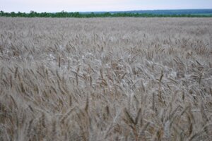 Насіння озимої пшениці "Балетка". "RAGT". Кіровоградська обл. 1 репродукція