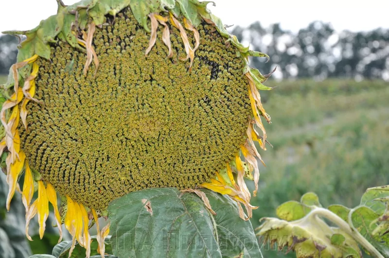 Семена Подсолнечника Купить Для Посадки Сорт Грандис