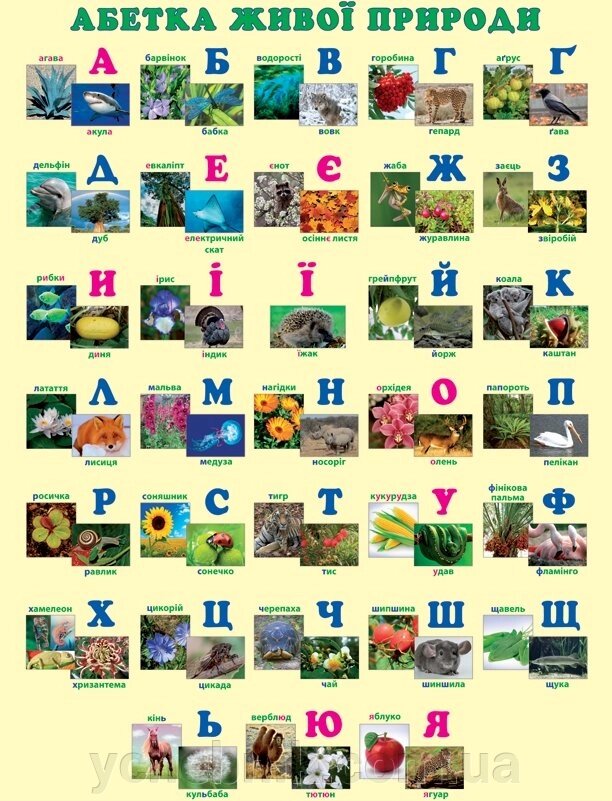 Абетка живої природи. Навчальний плакат для початкової школи (на планках) від компанії ychebnik. com. ua - фото 1