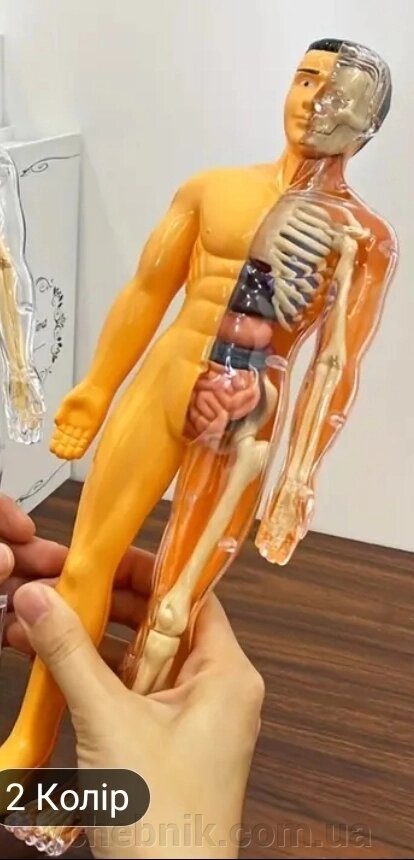 Анатом модель людини. STEM освіта, освітня іграшка розбірна, наочність від компанії ychebnik. com. ua - фото 1