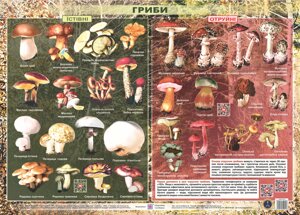 Їстівні та отруйні гриби Плакат Хіхловський В. 2021