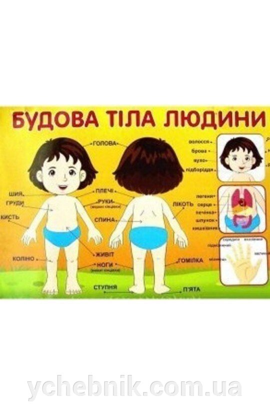 Плакат Будова тела людини (У) від компанії ychebnik. com. ua - фото 1