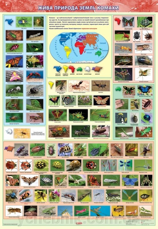 Жива природа землі. Комахи. Навчальний плакат для початкової школи (на картоні) від компанії ychebnik. com. ua - фото 1