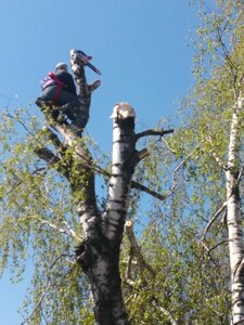 Обрізка дерев, обрізка аварійного дерева, спилювання дерев над проводами. Обрізка дерев Київ.