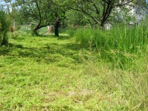 Скосити траву. Викосити траву Київ. Скіс трави, прибирання.