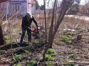 Видалення дерев Київ (097) 1443135