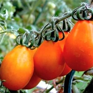 Насіння томату Груша помаранчева 0.1 г, FAZENDA, O. L. KAR від компанії ZooVet - Інтернет зоомагазин самих низьких цін - фото 1