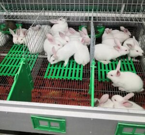 Трапіки для кроликів
