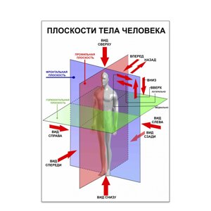 Площина тіла людини А3