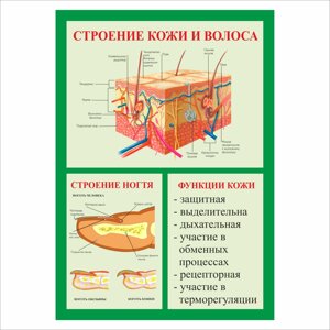 Плакат Будова шкіри та волосся А2