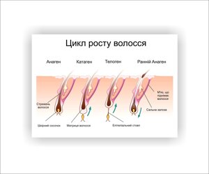 Плакат Vivay Цикл росту волосся 30х40 см Білий