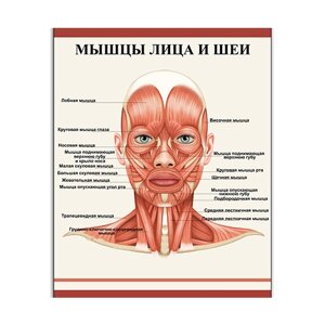 Плакат Vivay М'язи обличчя та шиї 70x90 см (5456)