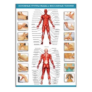 Плакат Vivay Основні групи м'язів та масажні техніки А1 (8109)