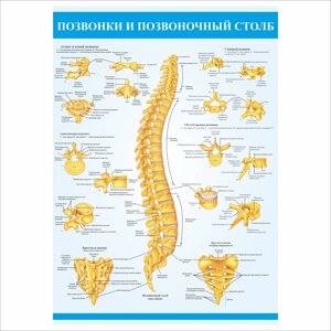 Плакат Vivay Хребці та хребетний стовп А2 (a8224c-5038-1)