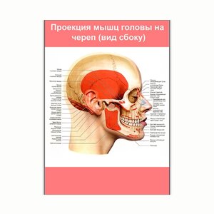 Плакат Vivay Проекція м'язів голови на череп (вид збоку) А1 (8238)