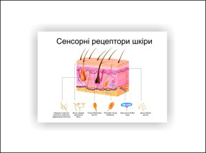 Плакат Vivay Сенсорні рецептори шкіри 30х40 см Білий