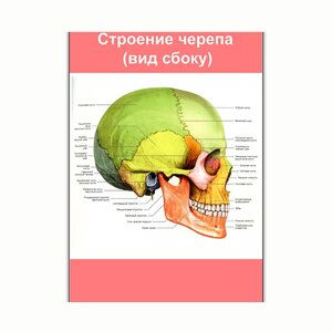 Плакат Vivay Будова черепа (вид збоку) А2 (8167)