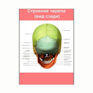 Плакат Vivay Будова черепа (вид ззаду) А2 (8175)