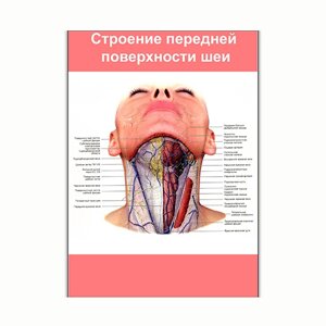 Плакат Vivay Будова передньої поверхні шиї А0 (8141)