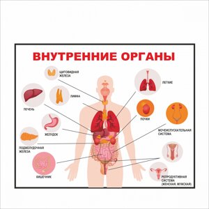 Плакат Vivay Внутрішні органи А2