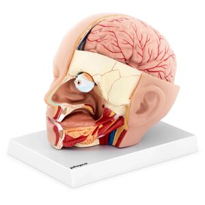 Анатомічний череп - можна розібрати на 4 частини - оригінальний розмір