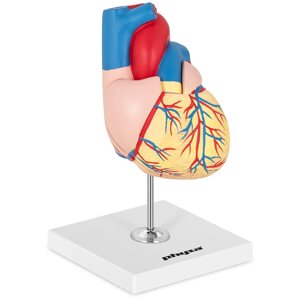 Модель серця - розбирається на 2 частини - оригінальний розмір