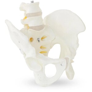 Скелетна модель тазу з поперековим хребцем - чоловічий