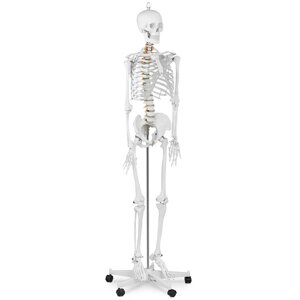 Скелетна модель - в натуральну величину